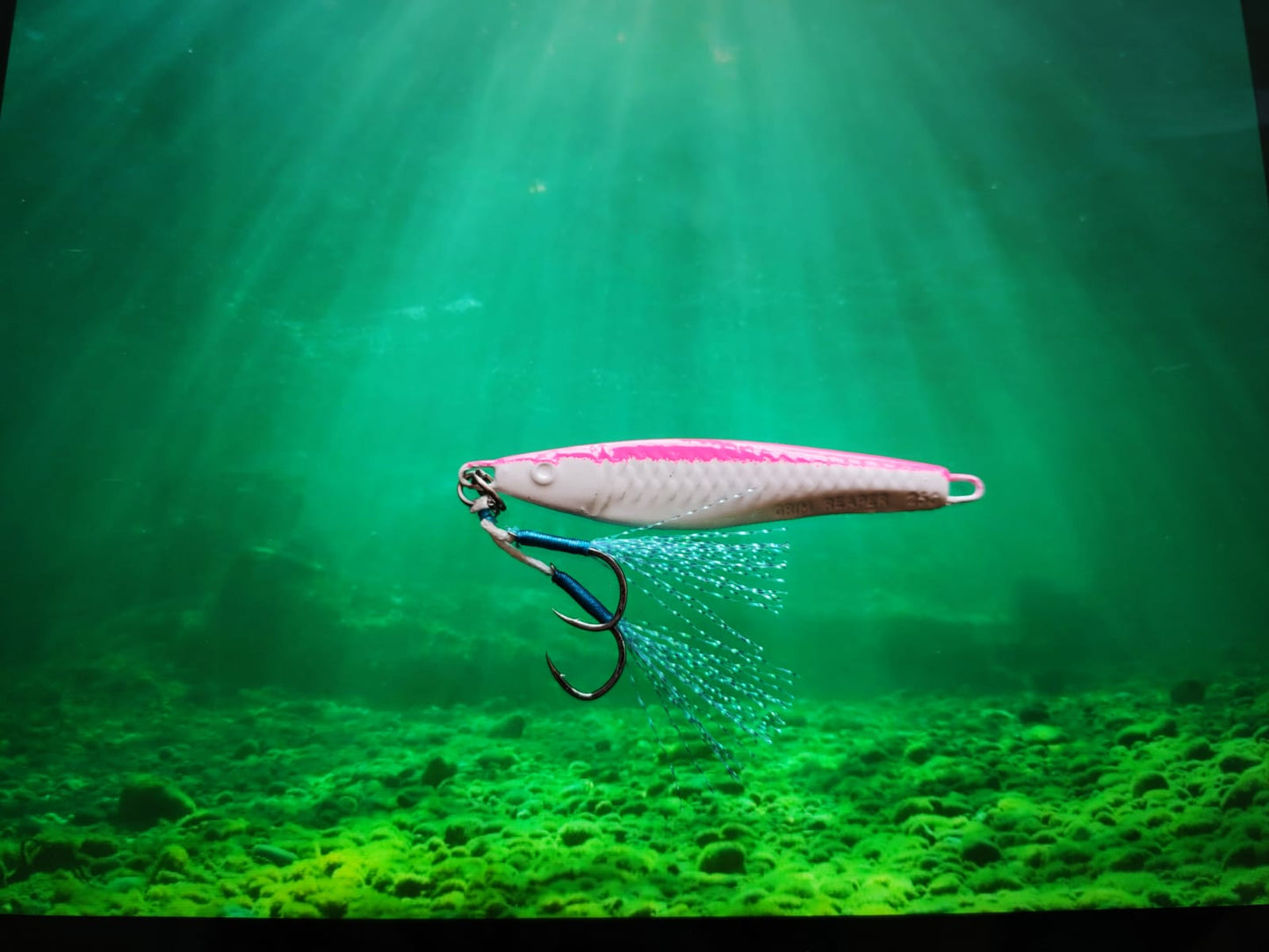 Pink White Snapper Series